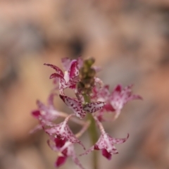 Dipodium variegatum at Woodgate, QLD - suppressed