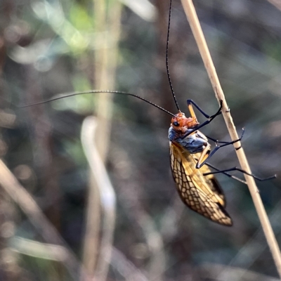 Chorista australis (Autumn scorpion fly) at QPRC LGA - 1 Apr 2023 by Wandiyali