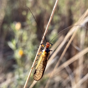 Chorista australis at Googong, NSW - 2 Apr 2023