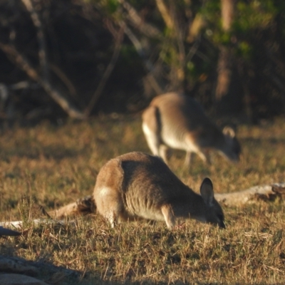 Macropus agilis (Agile Wallaby) at Guthalungra, QLD - 23 Aug 2019 by TerryS