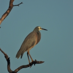 Egretta novaehollandiae (White-faced Heron) at Guthalungra, QLD - 23 Aug 2019 by TerryS