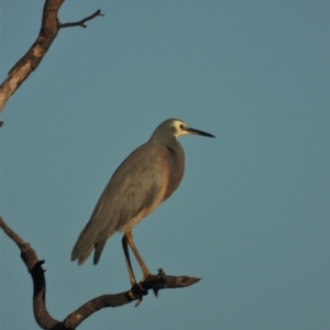 Egretta novaehollandiae at Guthalungra, QLD - 23 Aug 2019 07:05 AM