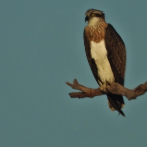 Pandion haliaetus at Guthalungra, QLD - suppressed