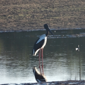 Ephippiorhynchus asiaticus at Guthalungra, QLD - 23 Aug 2019