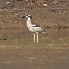 Esacus magnirostris (Beach Stone-curlew) at Guthalungra, QLD - 22 Aug 2019 by TerryS