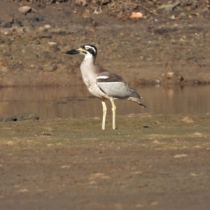 Esacus magnirostris at Guthalungra, QLD - 23 Aug 2019 08:00 AM