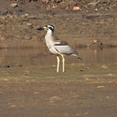 Esacus magnirostris (Beach Stone-curlew) at Guthalungra, QLD - 23 Aug 2019 by TerryS