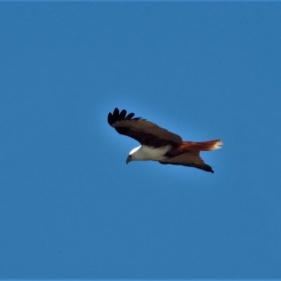 Haliastur indus (Brahminy Kite) at Guthalungra, QLD - 23 Aug 2019 by TerryS
