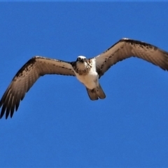 Pandion haliaetus (Osprey) at Guthalungra, QLD - 22 Aug 2019 by TerryS