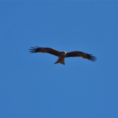 Milvus migrans (Black Kite) at Guthalungra, QLD - 23 Aug 2019 by TerryS