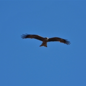 Milvus migrans at Guthalungra, QLD - 23 Aug 2019