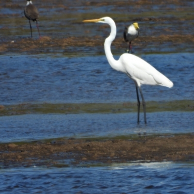 Ardea alba (Great Egret) at Guthalungra, QLD - 22 Aug 2019 by TerryS
