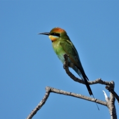 Merops ornatus (Rainbow Bee-eater) at Guthalungra, QLD - 23 Aug 2019 by TerryS