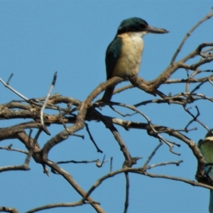 Todiramphus sanctus at Guthalungra, QLD - 23 Aug 2019