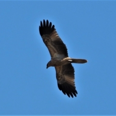 Haliastur sphenurus (Whistling Kite) at Guthalungra, QLD - 23 Aug 2019 by TerryS