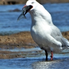 Chroicocephalus novaehollandiae (Silver Gull) at Guthalungra, QLD - 23 Aug 2019 by TerryS