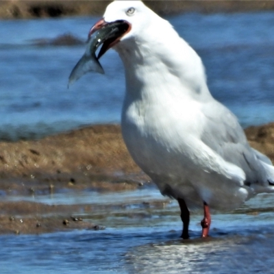 Chroicocephalus novaehollandiae (Silver Gull) at Guthalungra, QLD - 23 Aug 2019 by TerryS