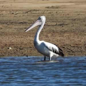 Pelecanus conspicillatus at Guthalungra, QLD - 23 Aug 2019