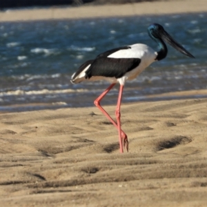 Ephippiorhynchus asiaticus at Guthalungra, QLD - 23 Aug 2019