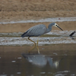 Egretta novaehollandiae at Guthalungra, QLD - 24 Aug 2019 07:34 AM