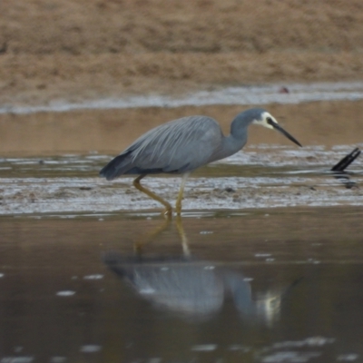 Egretta novaehollandiae (White-faced Heron) at Guthalungra, QLD - 24 Aug 2019 by TerryS