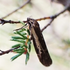 Philobota stella (A concealer moth) at Aranda, ACT - 30 Mar 2023 by CathB