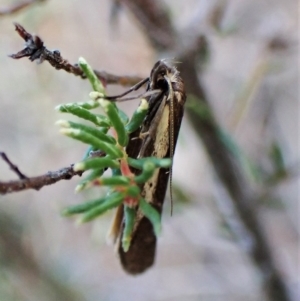 Philobota stella at Aranda, ACT - 30 Mar 2023