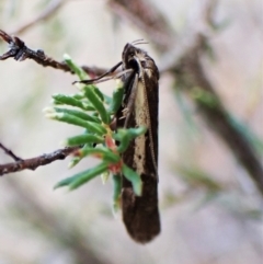 Philobota stella at Aranda, ACT - 30 Mar 2023