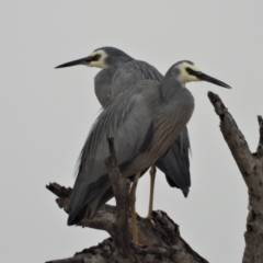 Egretta novaehollandiae (White-faced Heron) at Guthalungra, QLD - 24 Aug 2019 by TerryS