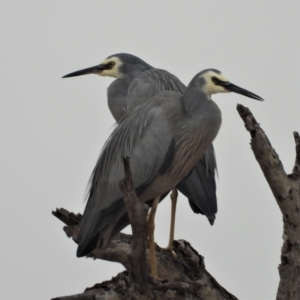 Egretta novaehollandiae at Guthalungra, QLD - 24 Aug 2019 07:36 AM