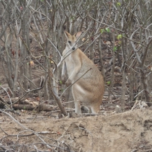 Macropus agilis at Guthalungra, QLD - 24 Aug 2019