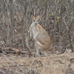 Unidentified Kangaroo / Wallaby at Guthalungra, QLD - 23 Aug 2019 by TerryS