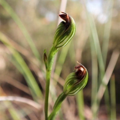 Speculantha rubescens (Blushing Tiny Greenhood) at Aranda Bushland - 30 Mar 2023 by CathB