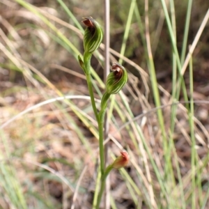 Speculantha rubescens at Aranda, ACT - 30 Mar 2023
