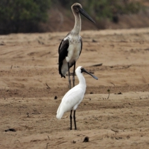 Platalea regia at Guthalungra, QLD - 24 Aug 2019