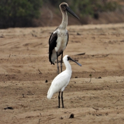 Platalea regia (Royal Spoonbill) at Guthalungra, QLD - 23 Aug 2019 by TerryS