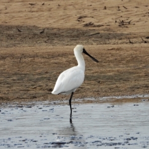 Platalea regia at Guthalungra, QLD - 24 Aug 2019