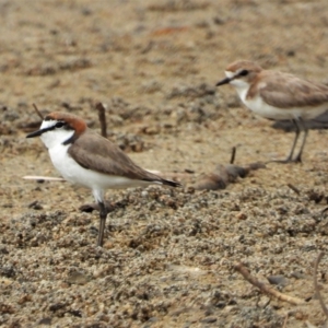 Charadrius ruficapillus at Guthalungra, QLD - 24 Aug 2019