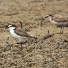 Anarhynchus ruficapillus (Red-capped Plover) at Guthalungra, QLD - 23 Aug 2019 by TerryS