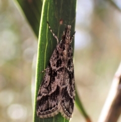 Scoparia oxygona (A Pyralid moth) at Aranda, ACT - 30 Mar 2023 by CathB