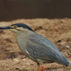 Butorides striata (Striated Heron) at Guthalungra, QLD - 24 Aug 2019 by TerryS