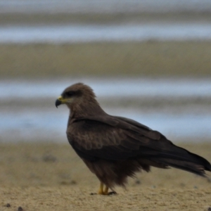 Milvus migrans at Guthalungra, QLD - 24 Aug 2019