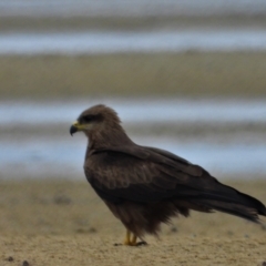 Milvus migrans (Black Kite) at Guthalungra, QLD - 24 Aug 2019 by TerryS