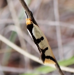 Ocystola crystallina (A Concealer moth) at Aranda, ACT - 30 Mar 2023 by CathB