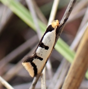 Ocystola crystallina at Aranda, ACT - 30 Mar 2023