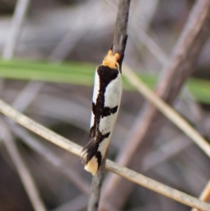 Ocystola crystallina at Aranda, ACT - 30 Mar 2023