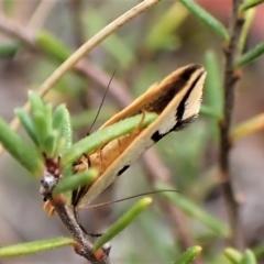 Ocystola crystallina at Aranda, ACT - 30 Mar 2023