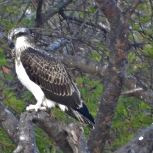 Pandion haliaetus at Guthalungra, QLD - suppressed