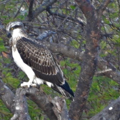 Pandion haliaetus (Osprey) at Guthalungra, QLD - 25 Aug 2019 by TerryS