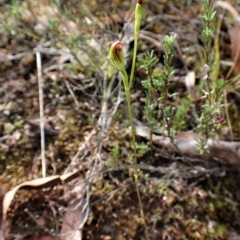 Speculantha rubescens (Blushing Tiny Greenhood) at Aranda Bushland - 30 Mar 2023 by CathB